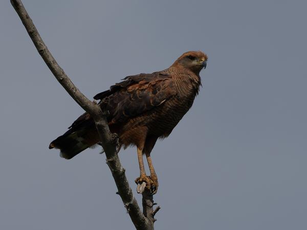 Savannebuizerd (Buteogallus meridionalis)